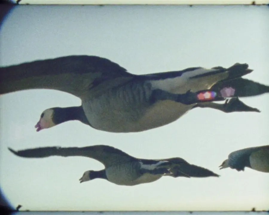 Lowther’s Cinema Club: Super Nature (PG) at Lowther Pavilion